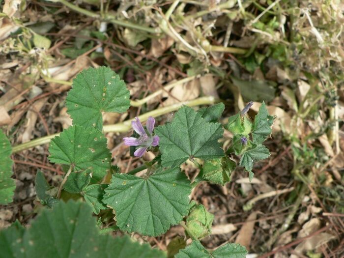 Flore de la Corse