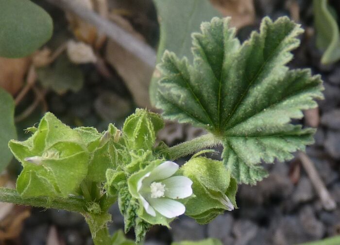 Flore de la Corse