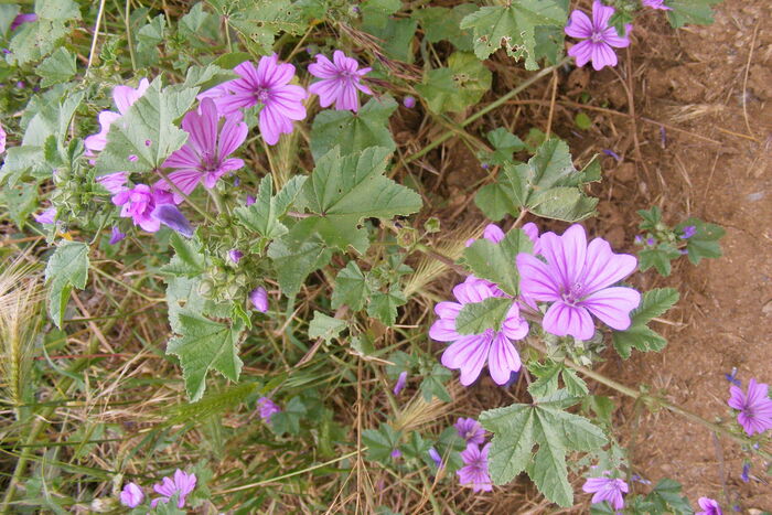 Flore de la Corse