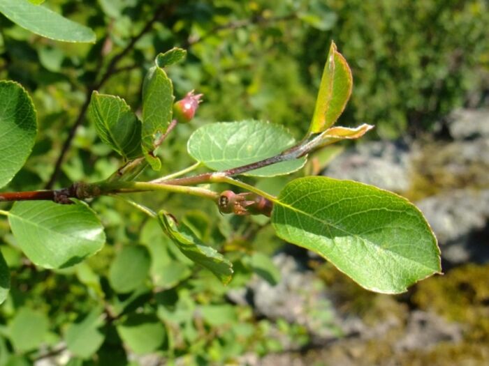 Flore de la Corse