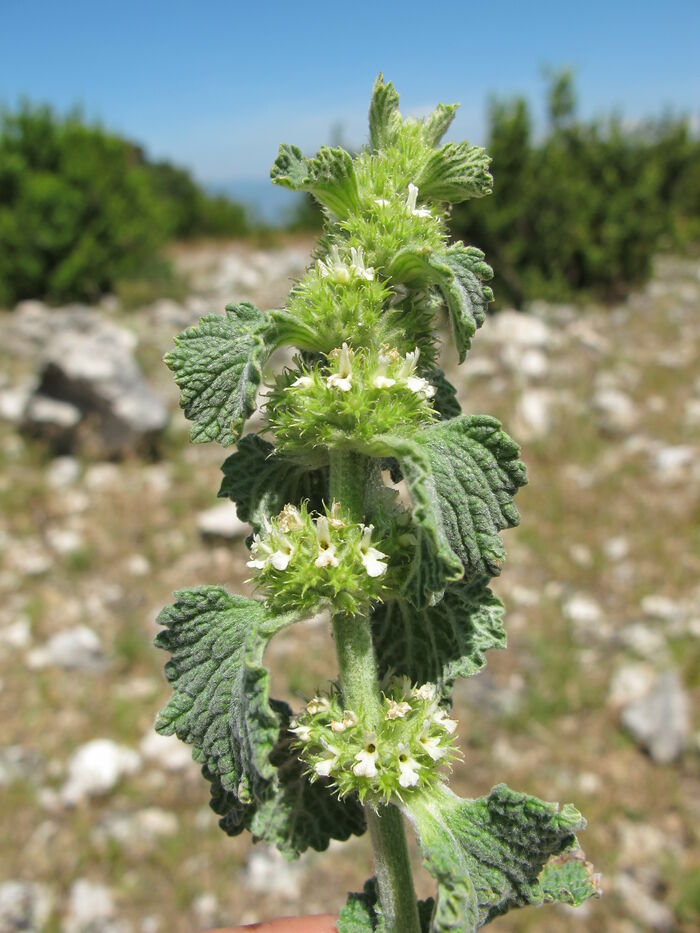 Flore de la Corse