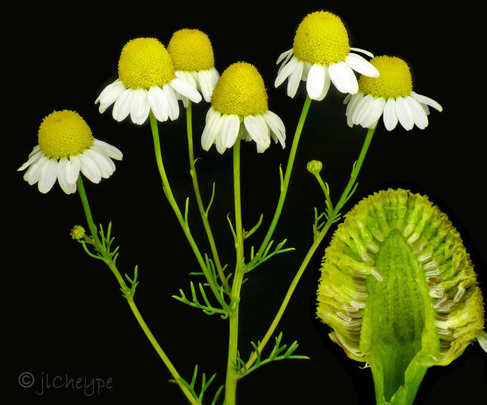 Flore de la Corse