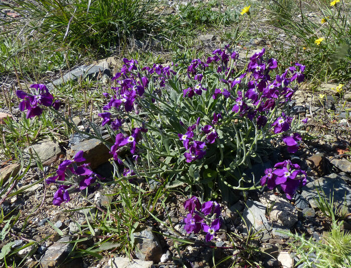 Flore de la Corse