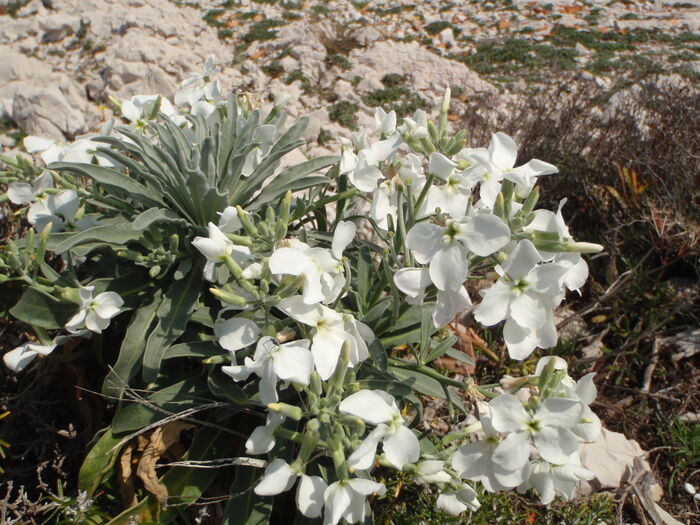 Flore de la Corse