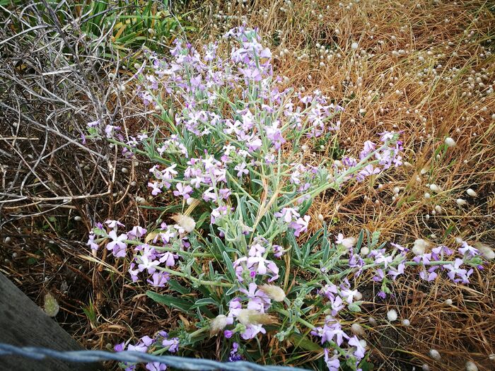 Flore de la Corse