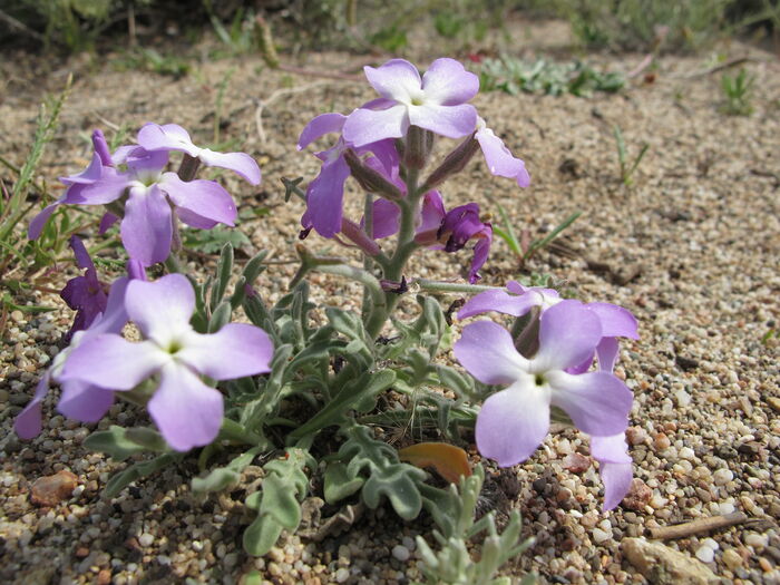 Flore de la Corse