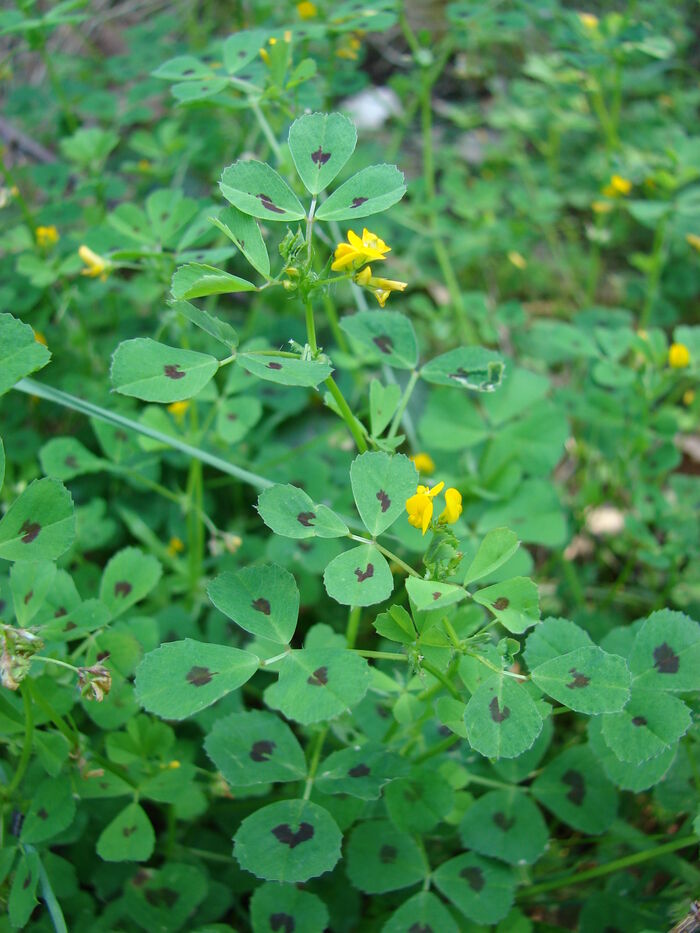 Flore de la Corse