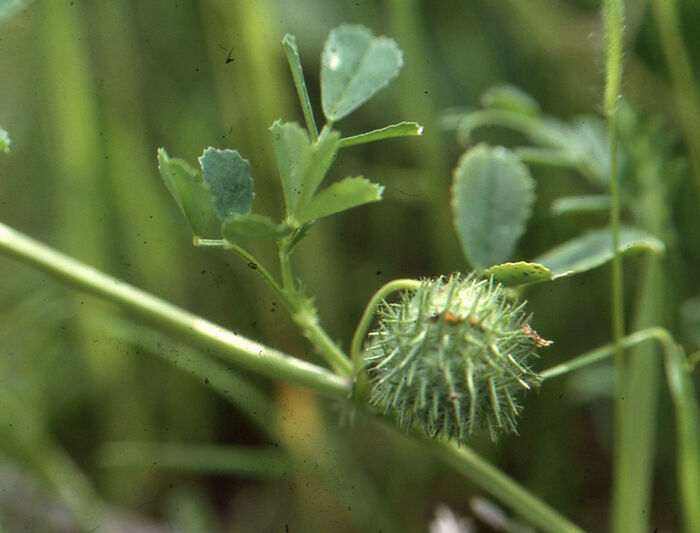 Flore de la Corse