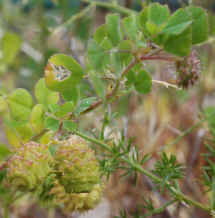 Flore de la Corse