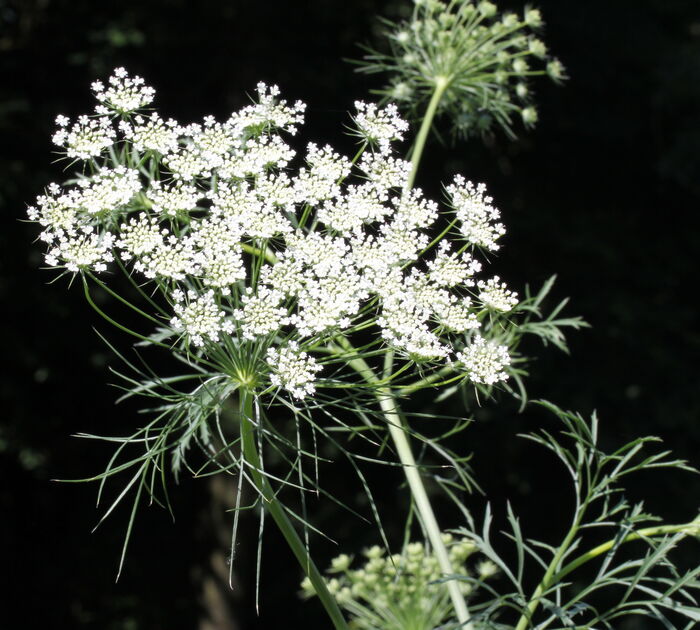 Flore de la Corse