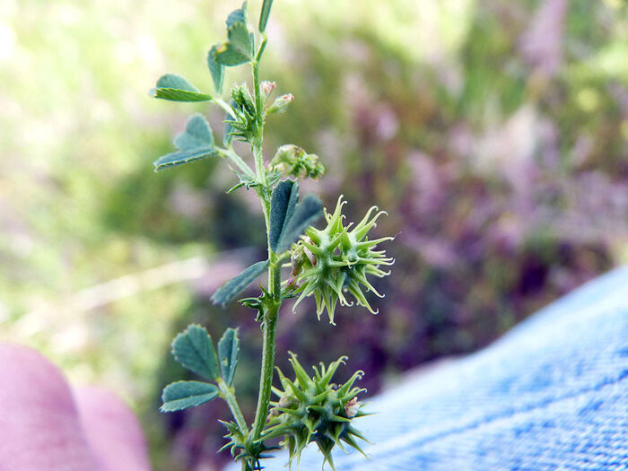 Flore de la Corse