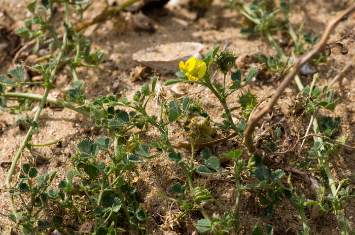 Flore de la Corse