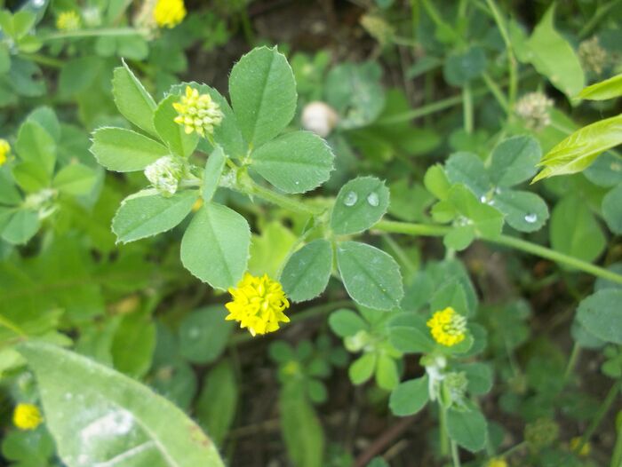 Flore de la Corse