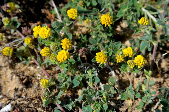 Flore de la Corse