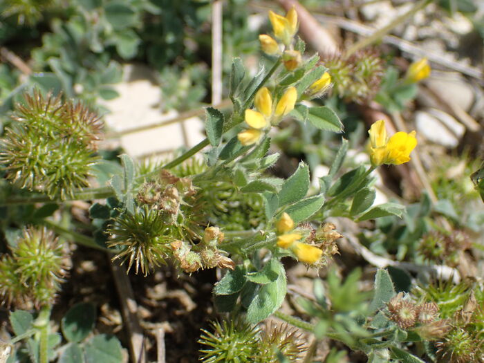 Flore de la Corse