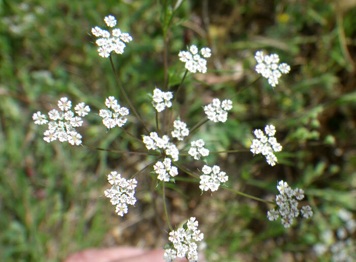 Flore de la Corse