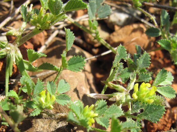 Flore de la Corse