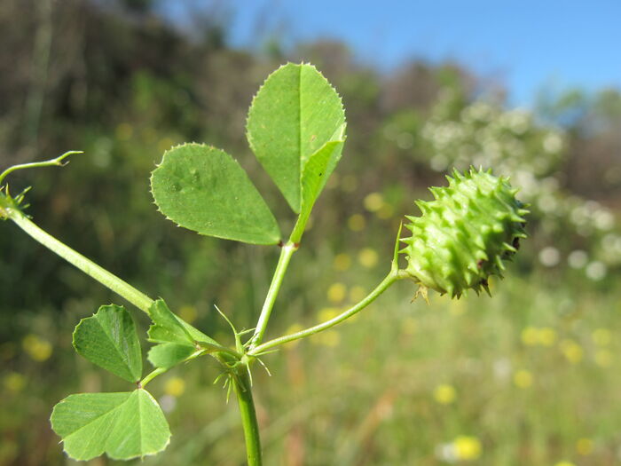 Flore de la Corse