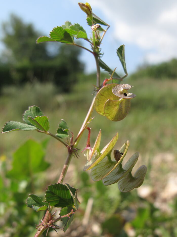 Flore de la Corse