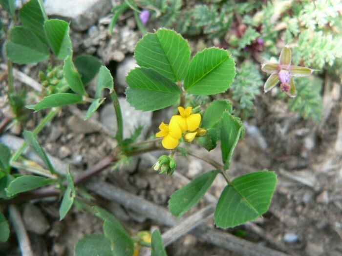 Flore de la Corse