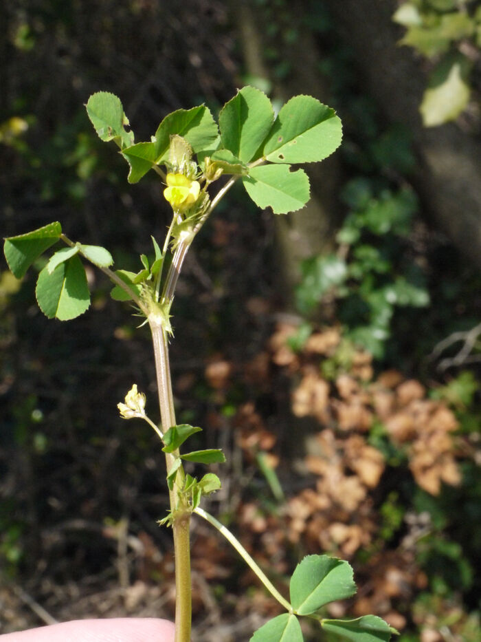 Flore de la Corse