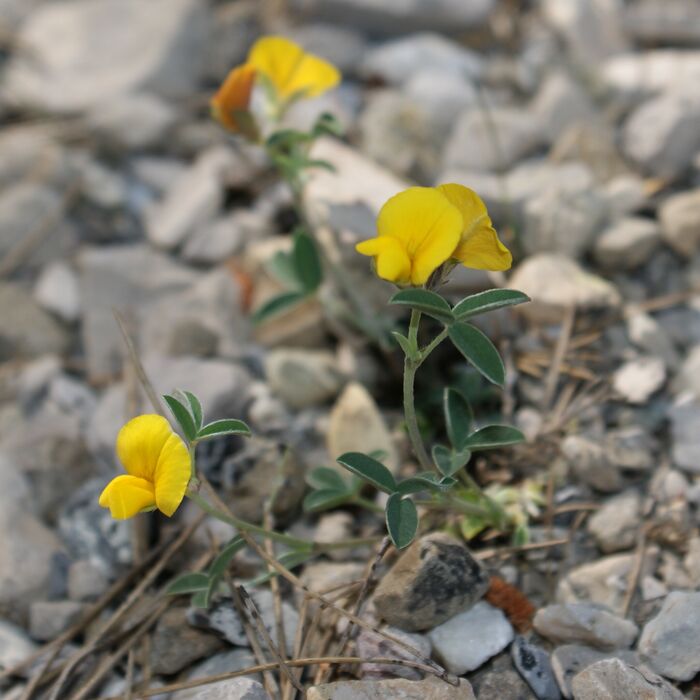 Flore de la Corse