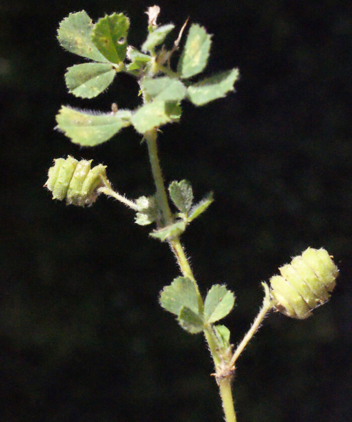 Flore de la Corse