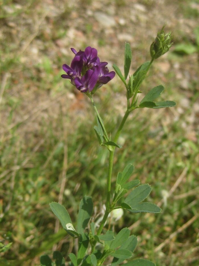 Flore de la Corse