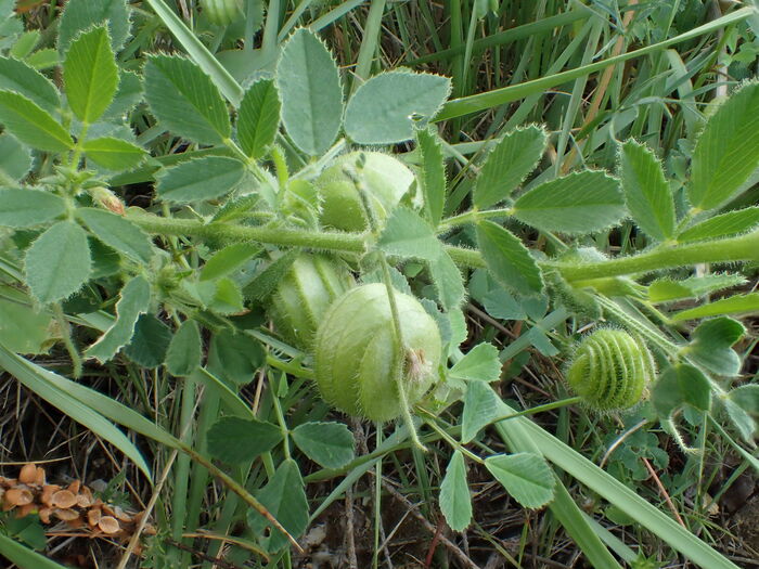 Flore de la Corse