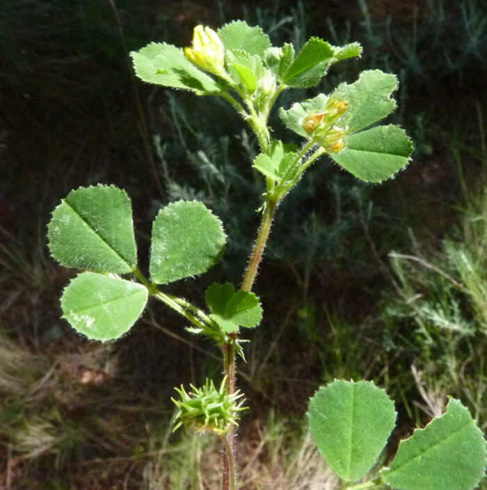 Flore de la Corse