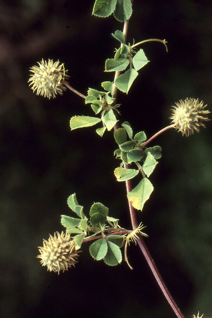 Flore de la Corse