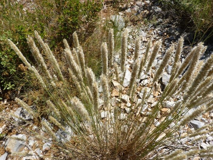 Flore de la Corse