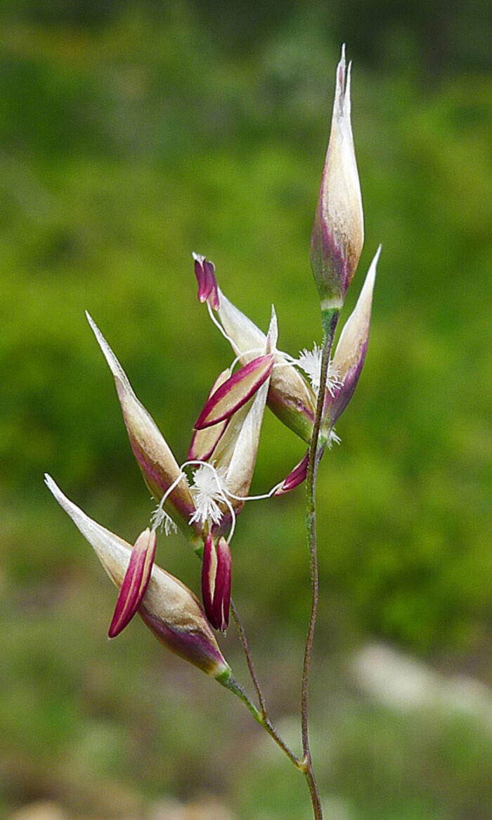 Flore de la Corse