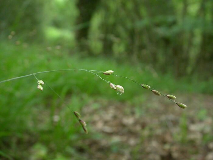 Flore de la Corse