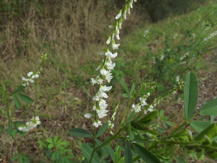 Flore de la Corse