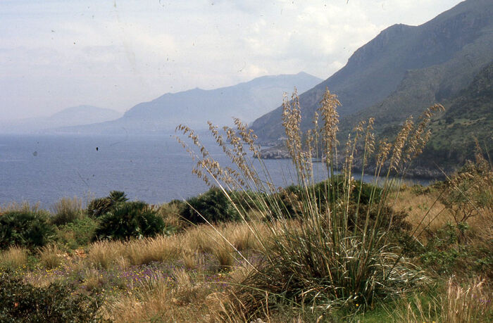 Flore de la Corse