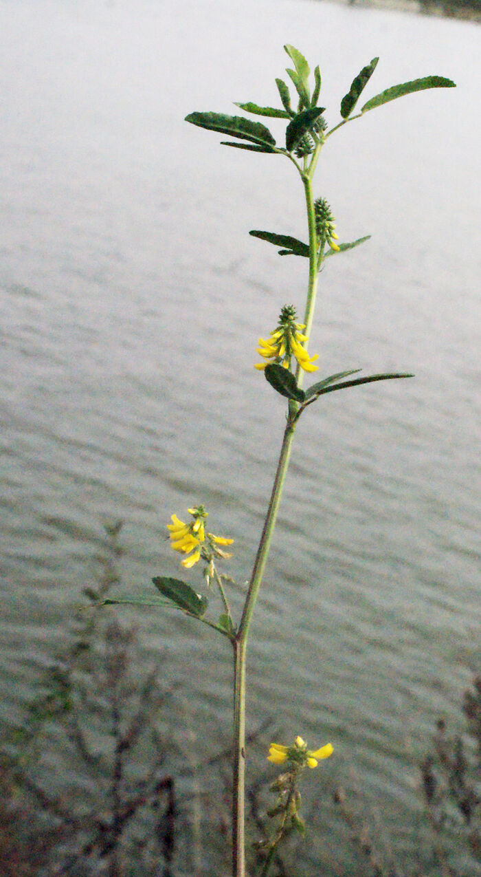 Flore de la Corse