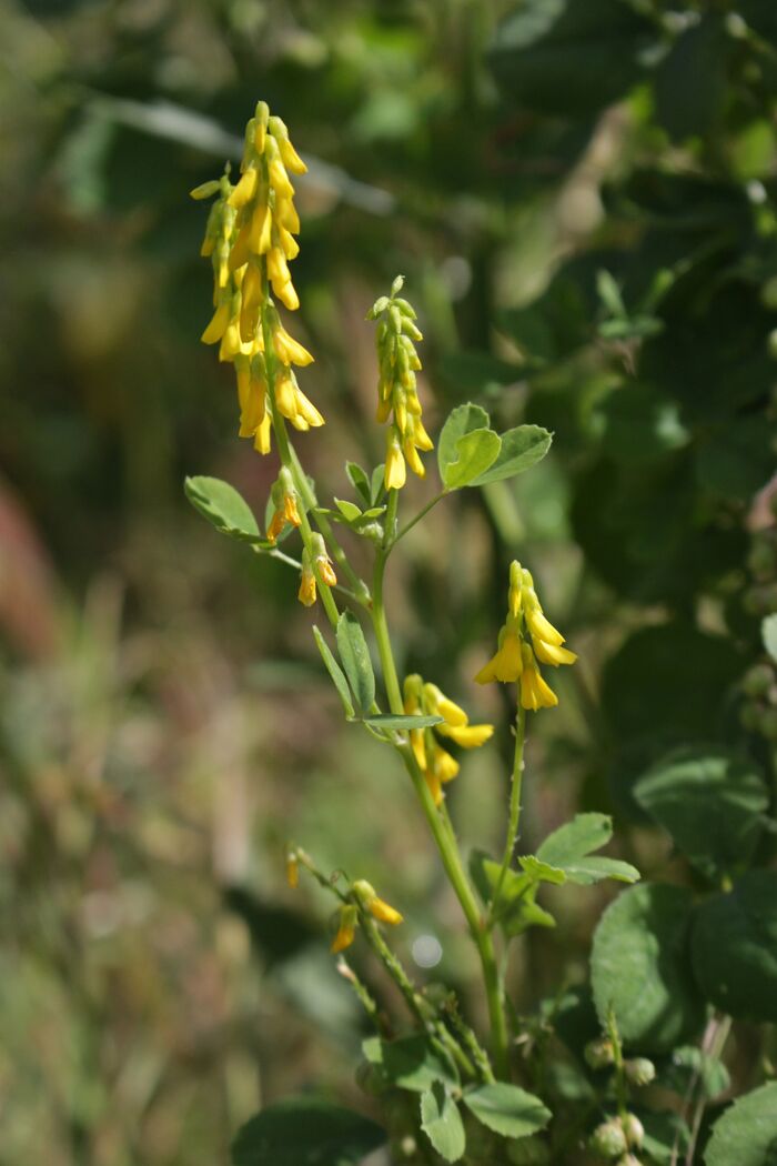 Flore de la Corse