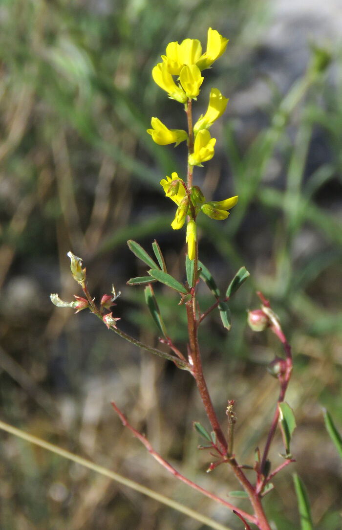 Flore de la Corse