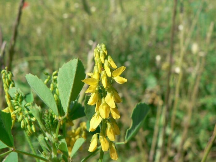 Flore de la Corse