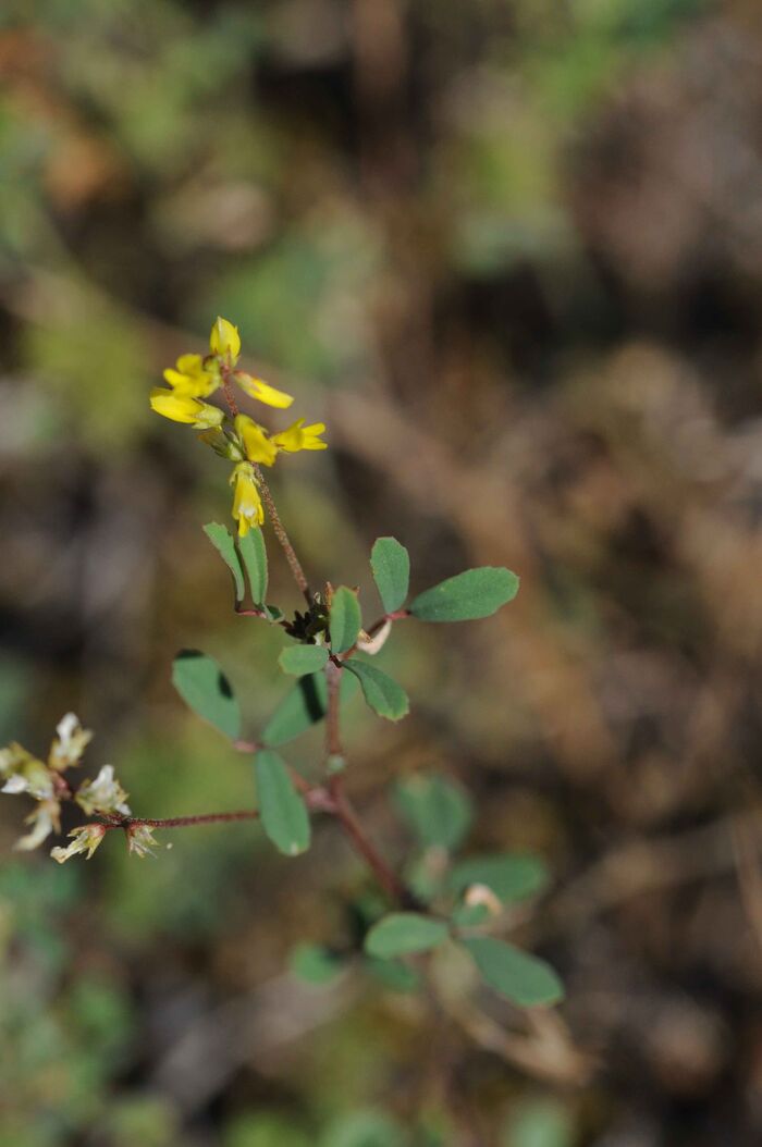 Flore de la Corse