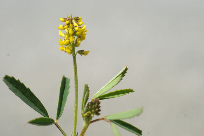 Flore de la Corse