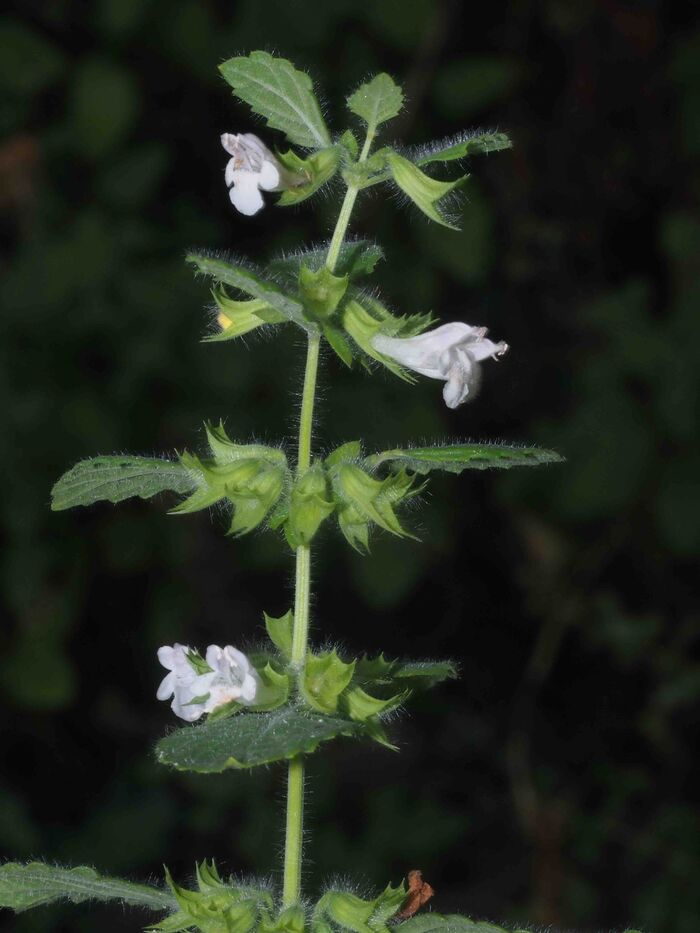 Flore de la Corse