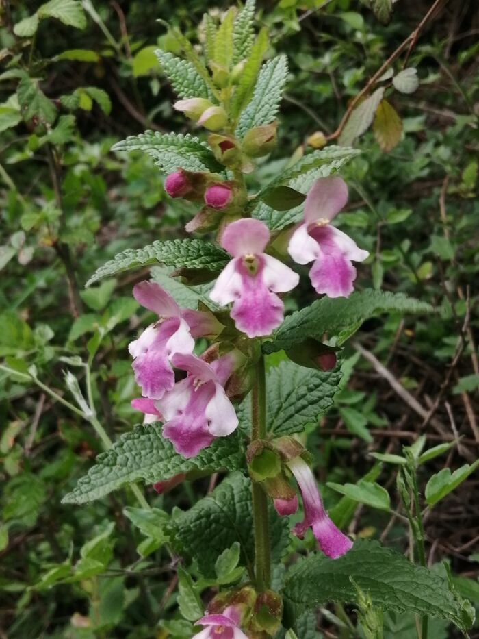 Flore de la Corse