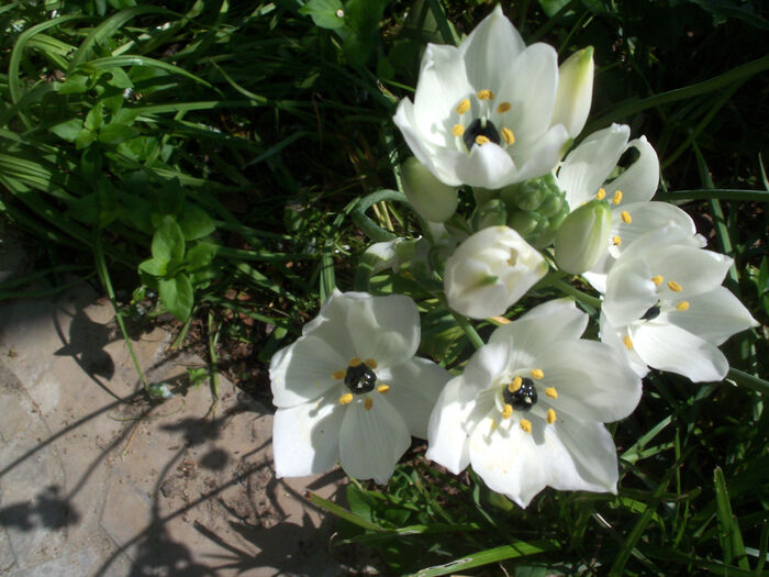 Flore de la Corse