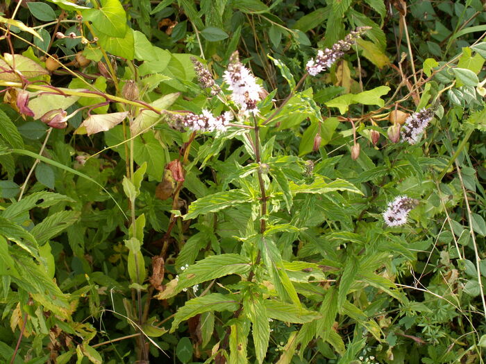 Flore de la Corse