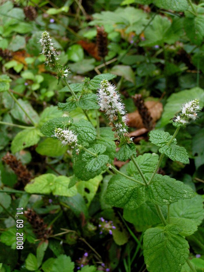 Flore de la Corse