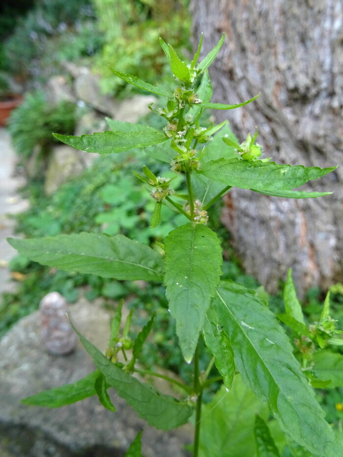 Flore de la Corse