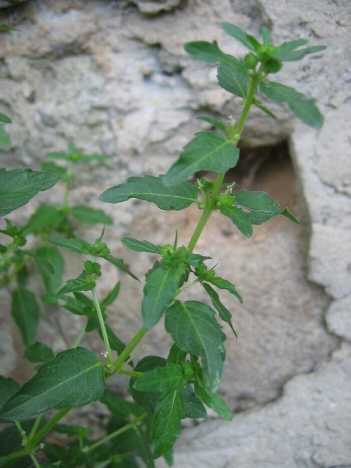 Flore de la Corse