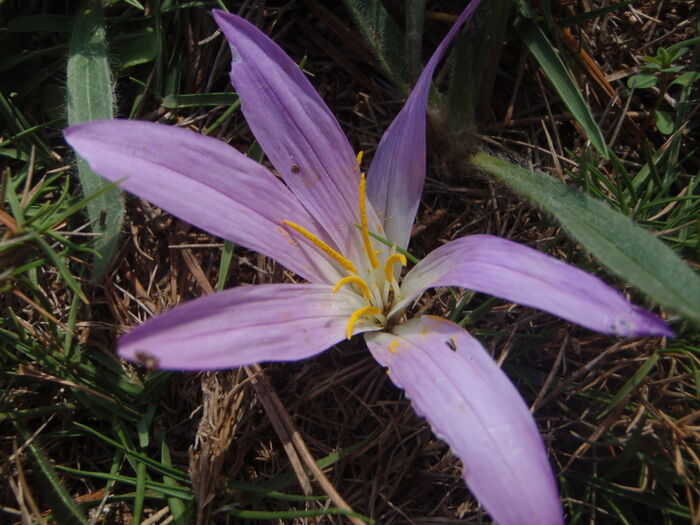 Flore de la Corse